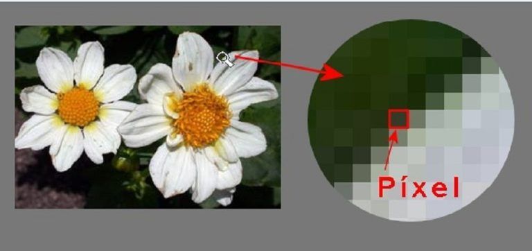 Primer plano de dos margaritas con pétalos blancos y centros amarillos, fondo de follaje verde frondoso